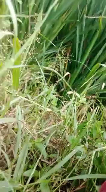 Desi mature sex aunty outdoor viral fucking clip
