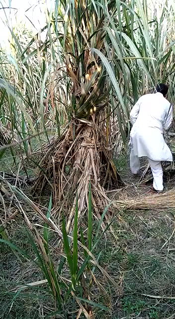Indian village bhabhi outdoor fucking scandal