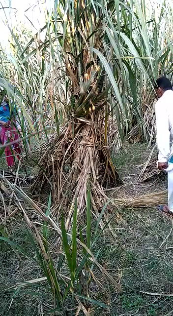 Indian village bhabhi outdoor fucking scandal