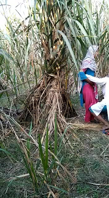 Indian village bhabhi outdoor fucking scandal