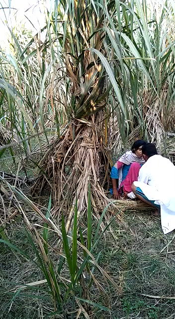 Indian village bhabhi outdoor fucking scandal