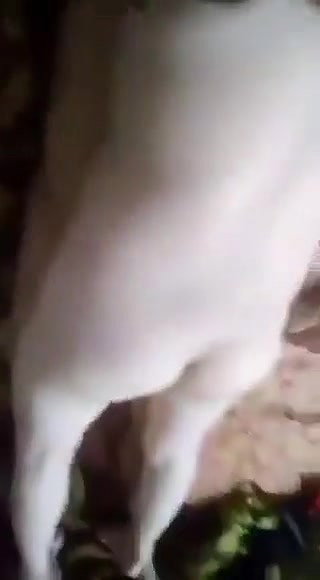 Pathan couple making their own sex video