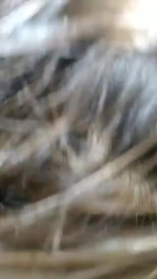 booby Pakistani girl eating cum of BF