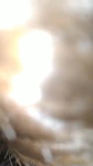 booby Pakistani girl eating cum of BF