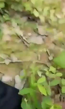 Indian girl fuck in the middle of the jungle