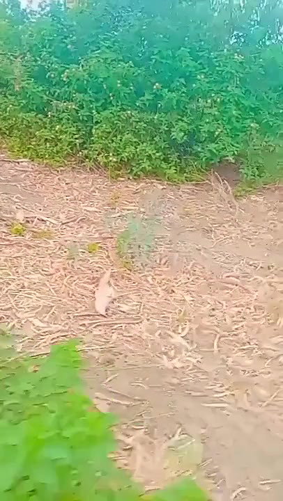 Indian girl Caught In A jungle