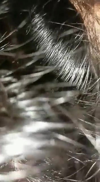 newly married Tamil couple blowjob sex under blanket