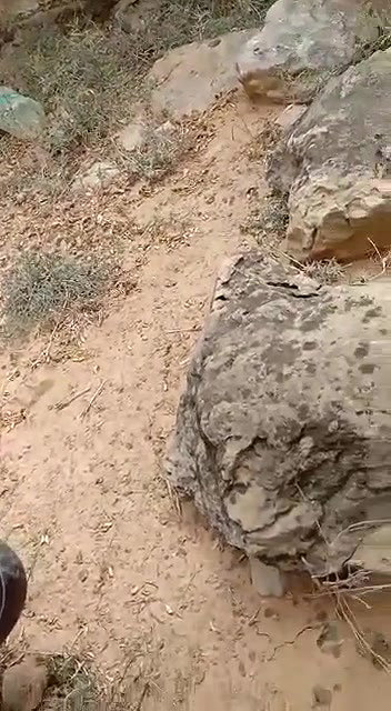 local Dehati randi giving blowjob in woods