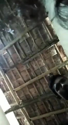 real Dehati couple sex on cam