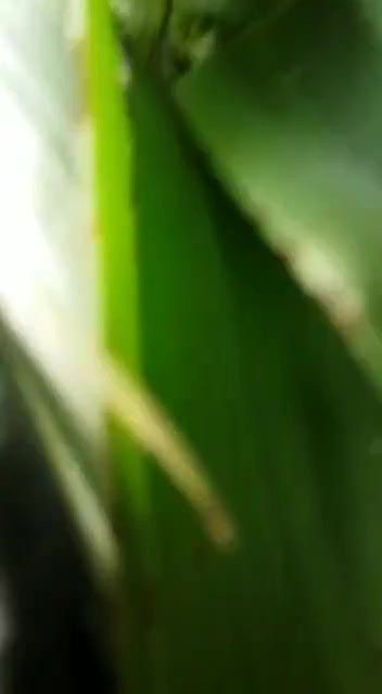 hardcore XXX sexy MMS
