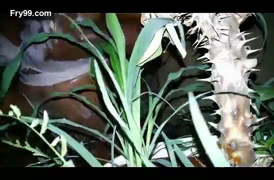 Jungle Mai Shower Camping