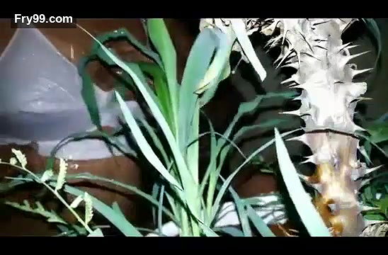 Jungle Mai Shower Camping