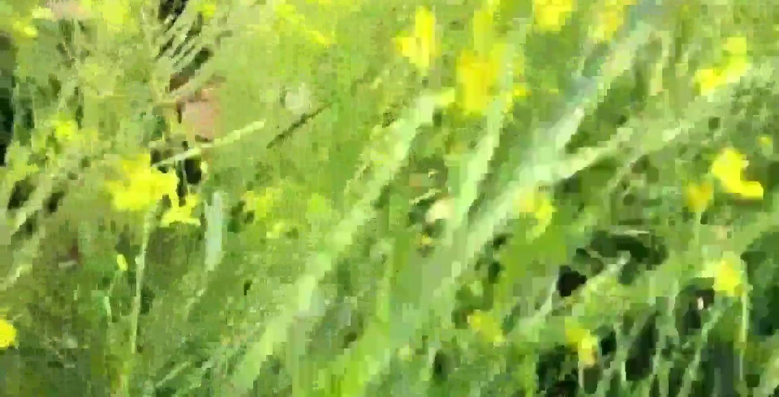 Indian outdoor sex with Village bhabhi