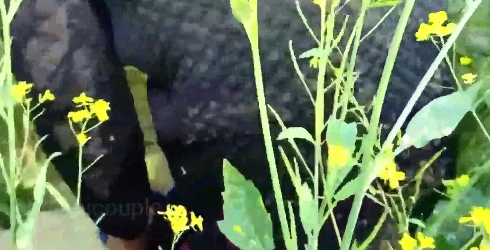 Indian outdoor sex with Village bhabhi