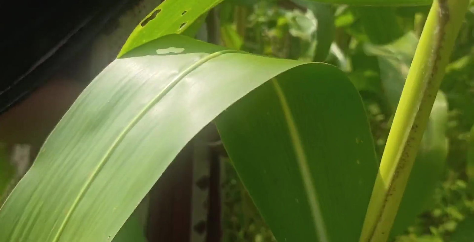 Makkah Ki Keath pe Pados ki Bhabhi ko choda husband kam gai hai Muslim bhabhi