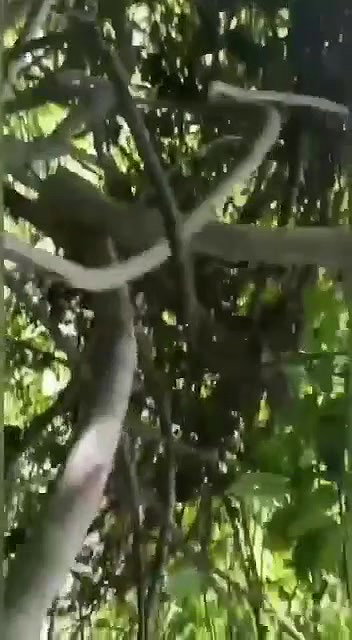 Mallu giving bj in jungle