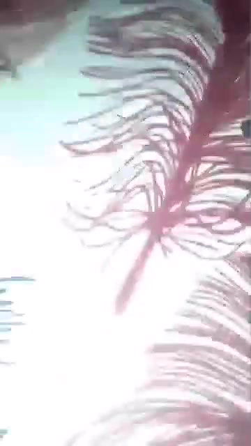 Village girl wet pussy fucking