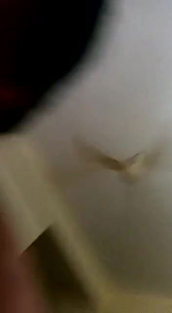 Tamil Auny Riding On Cock