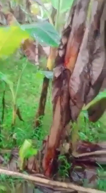 Village girl hairy pussy fucking outdoor