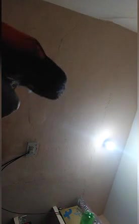 Punjabi Cpl Doggy Sex