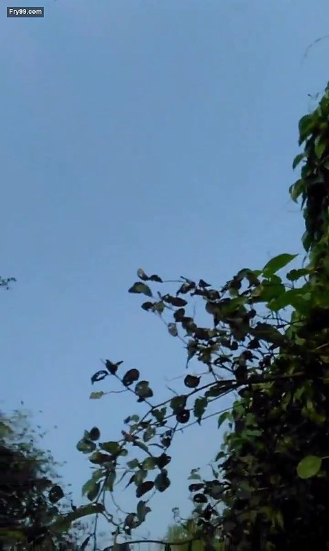 Assamese Lover Romance and Fucked 2clips marged