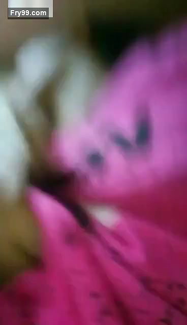 Desi couple romance and boobs sucking