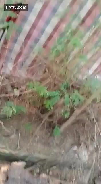 Desi Paid Randi Fucking