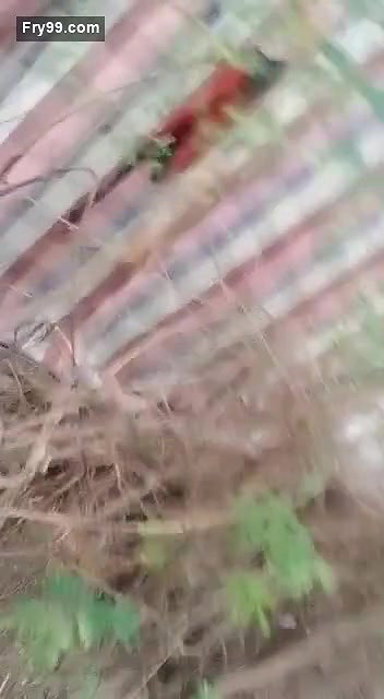 Desi Paid Randi Fucking