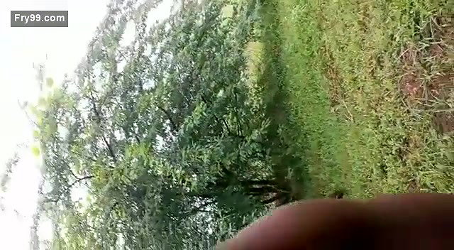 Desi Lover OutDoor Romance  2clips marged