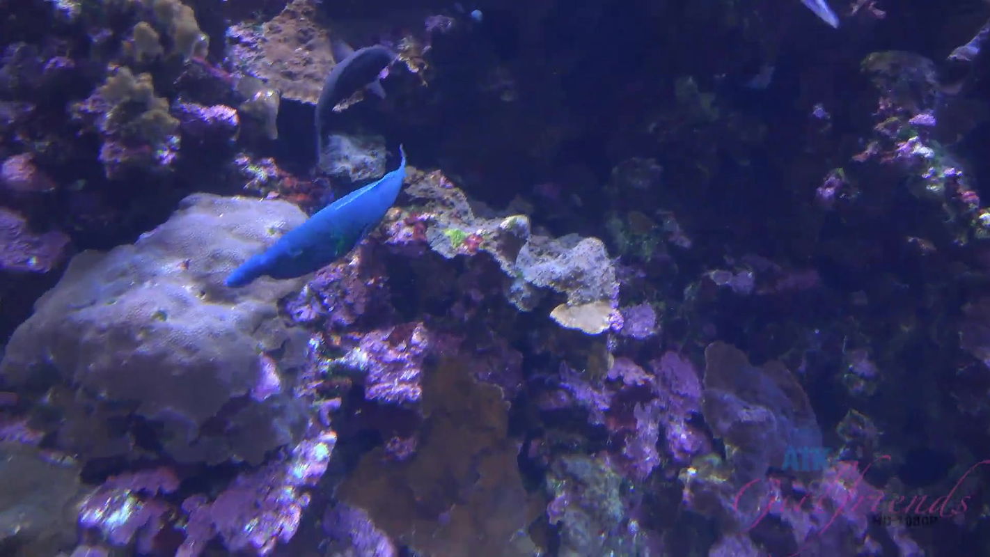 Cute Tiny tight pussy