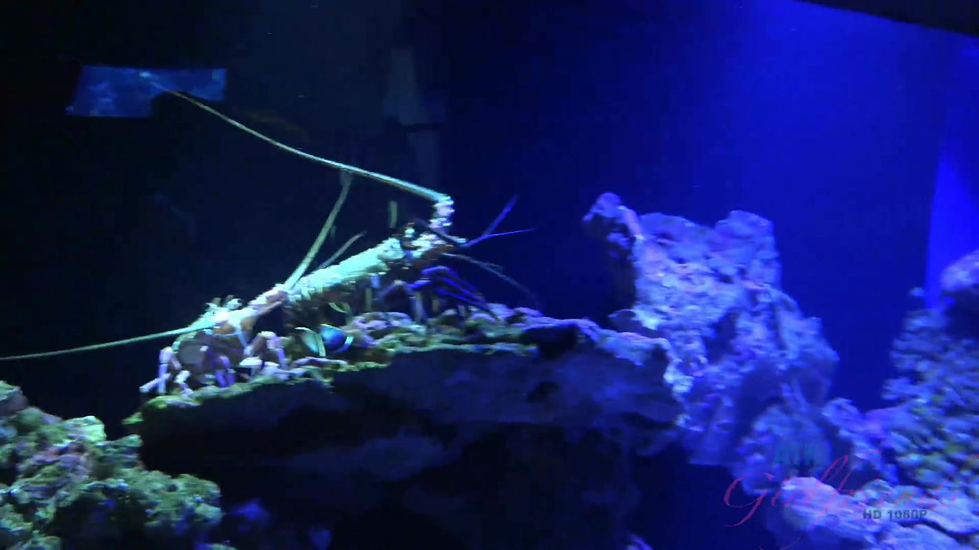 Cute Tiny tight pussy