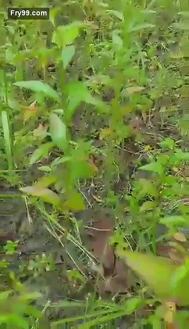 Beautiful Village Girl outdoor fucking