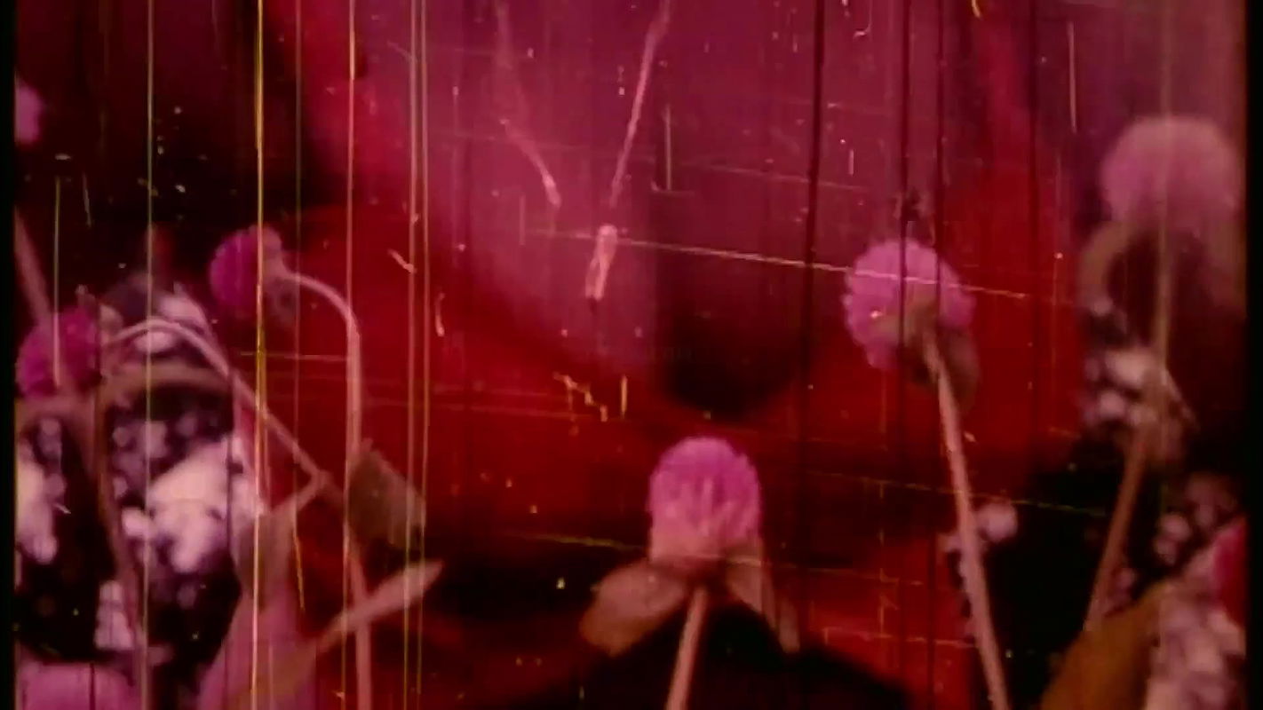 Pasher barir meyeta noy by pinu and dana- nosta meye