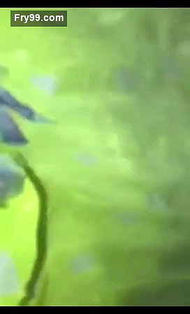 Bengali Girl Fucking And Taking Cum On Face