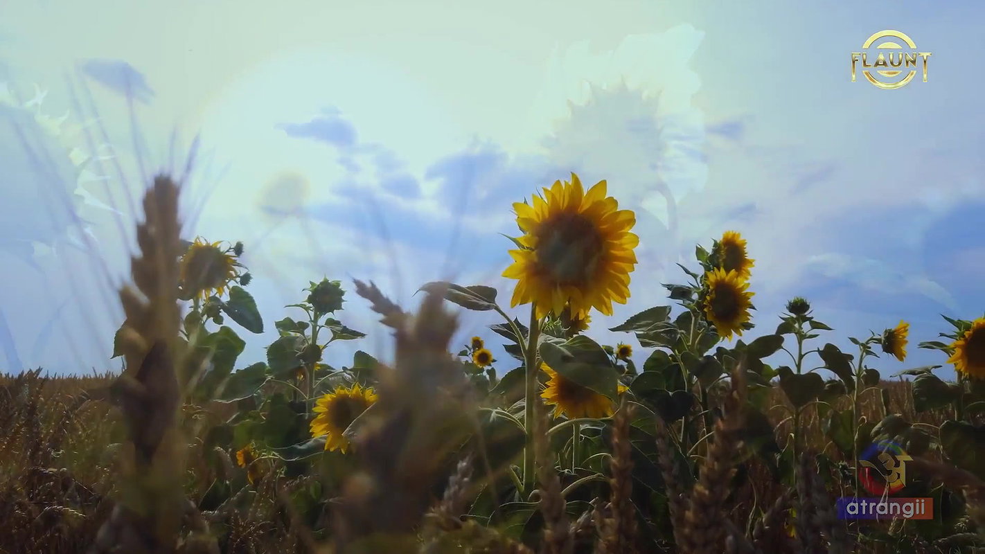 Sultry Swati – Sun Flower