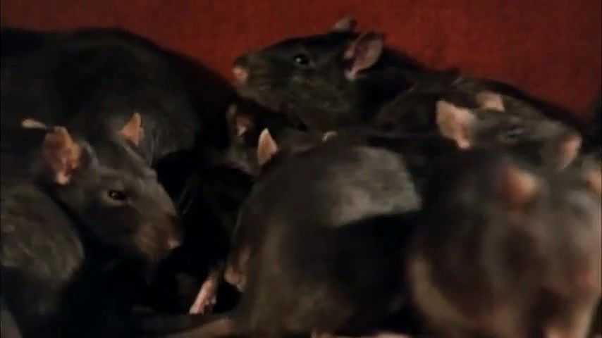 Adrienne Barbeau – Burial of the Rats