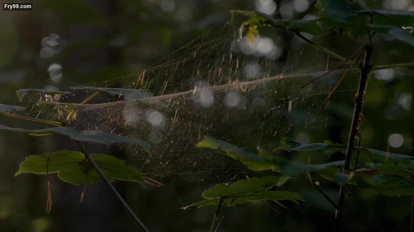 Ako – picture of beauty