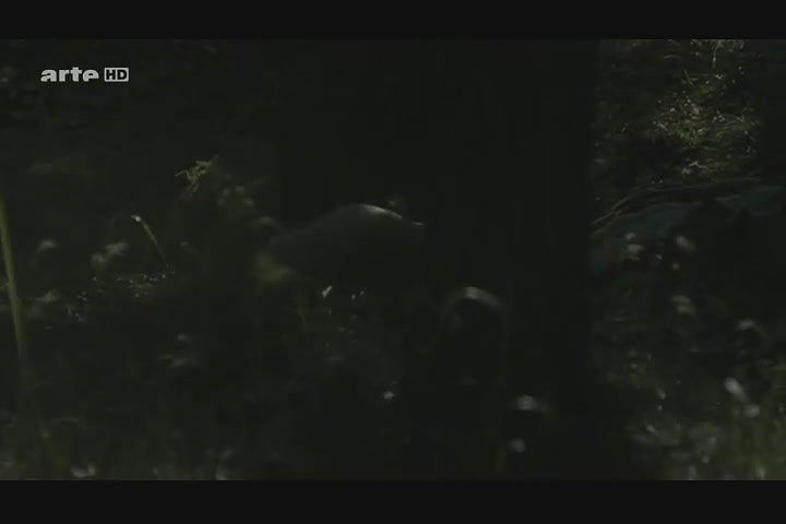 Alice Dwyer – Die verlorene Zeit