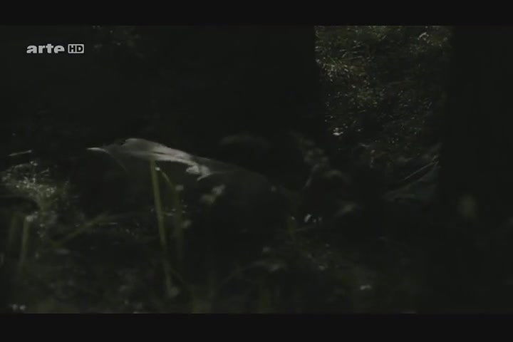 Alice Dwyer – Die verlorene Zeit