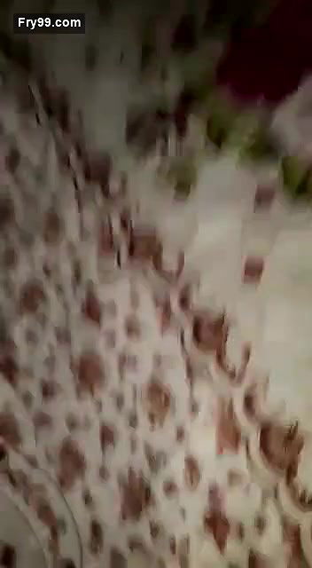 Desi sexy bhabi pain fucking