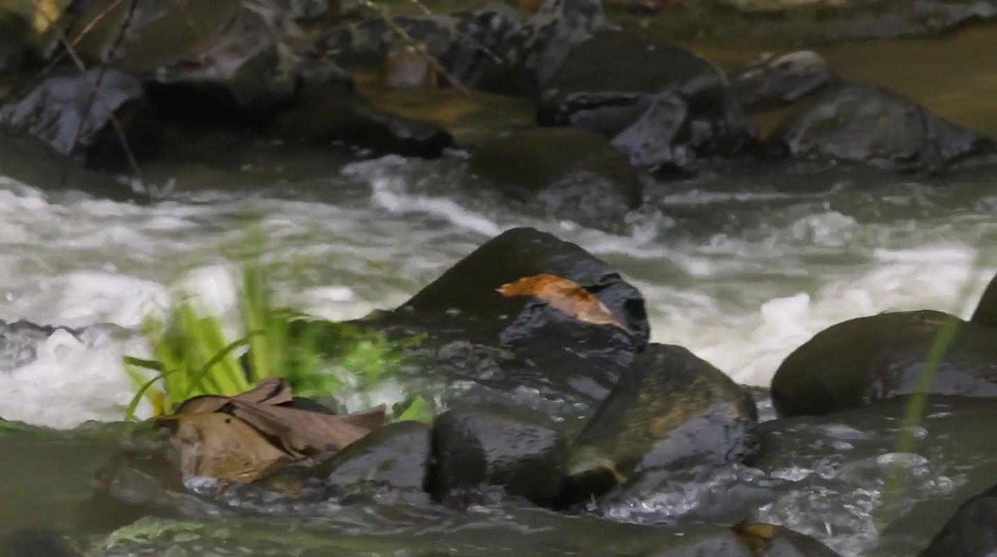 Anna Hutchinson – cup of love