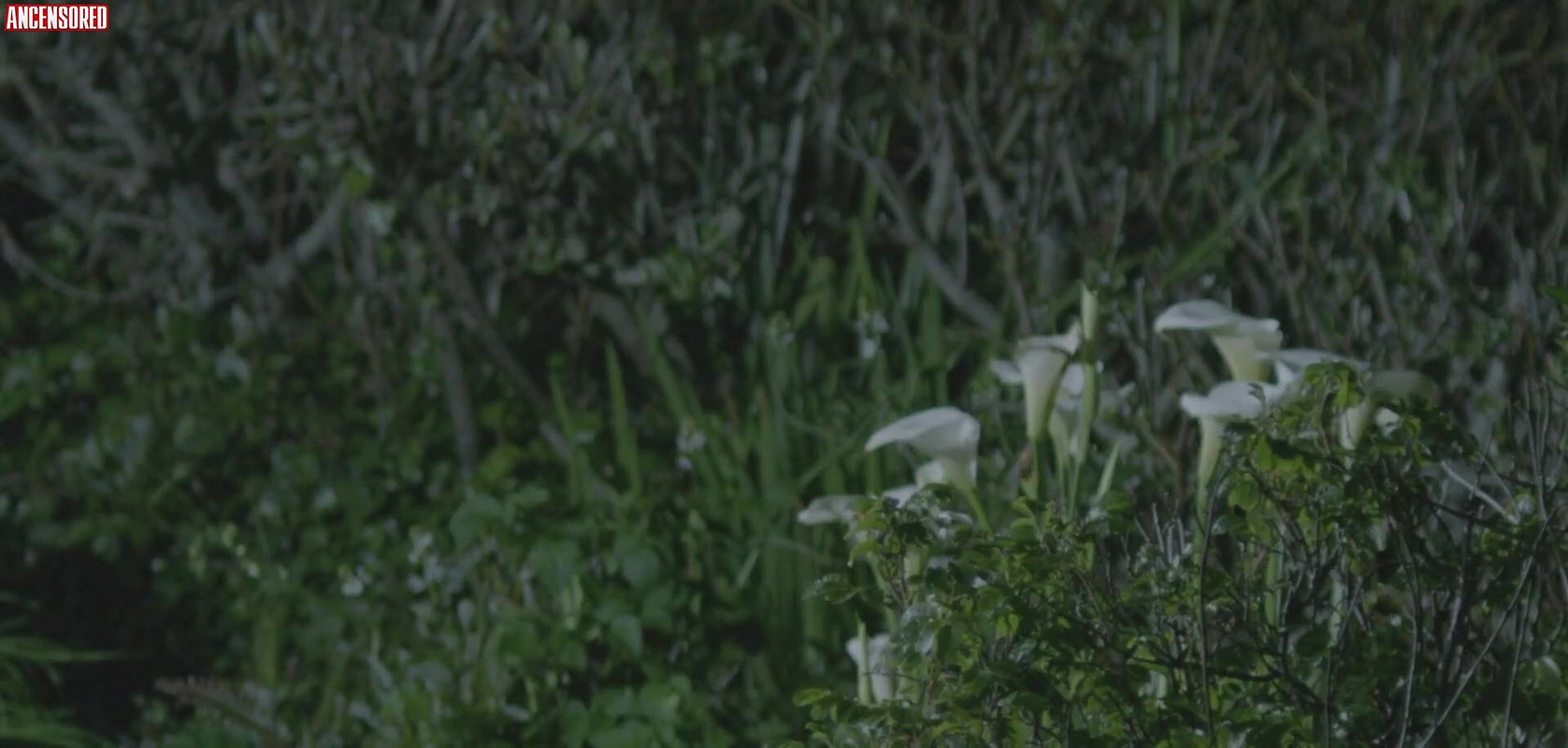 ariana debose – seaside