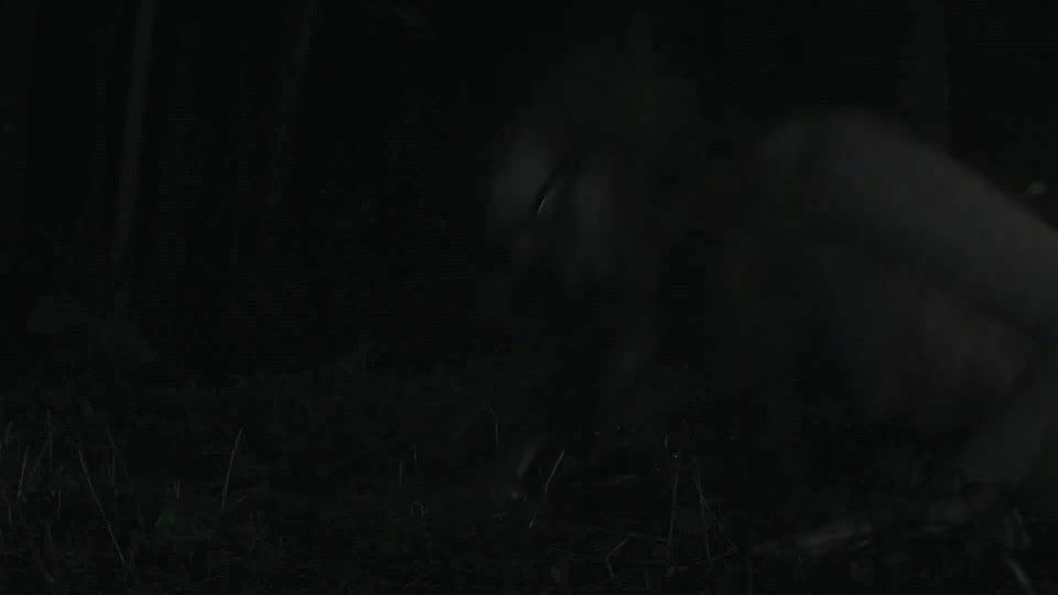 ayse howard – dont fck in the woods