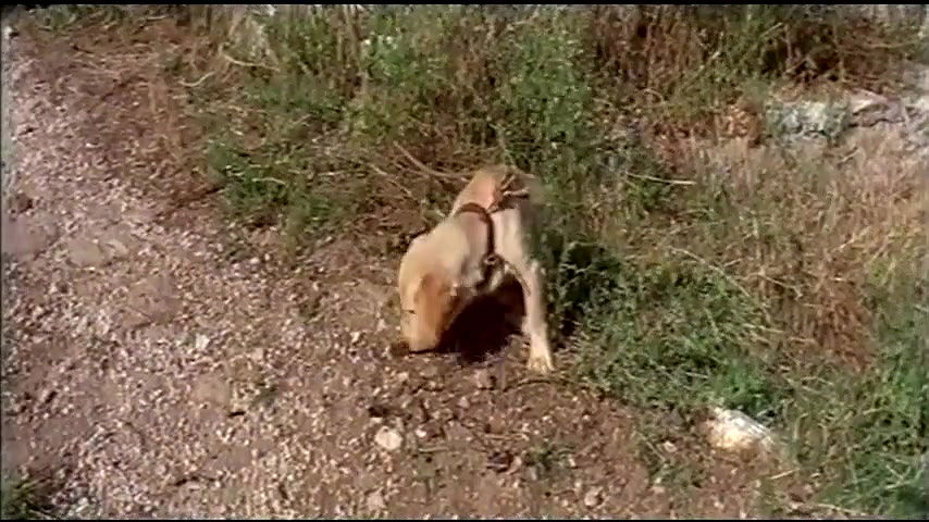 Barbara Marzano – come fu che masuccio salernitano