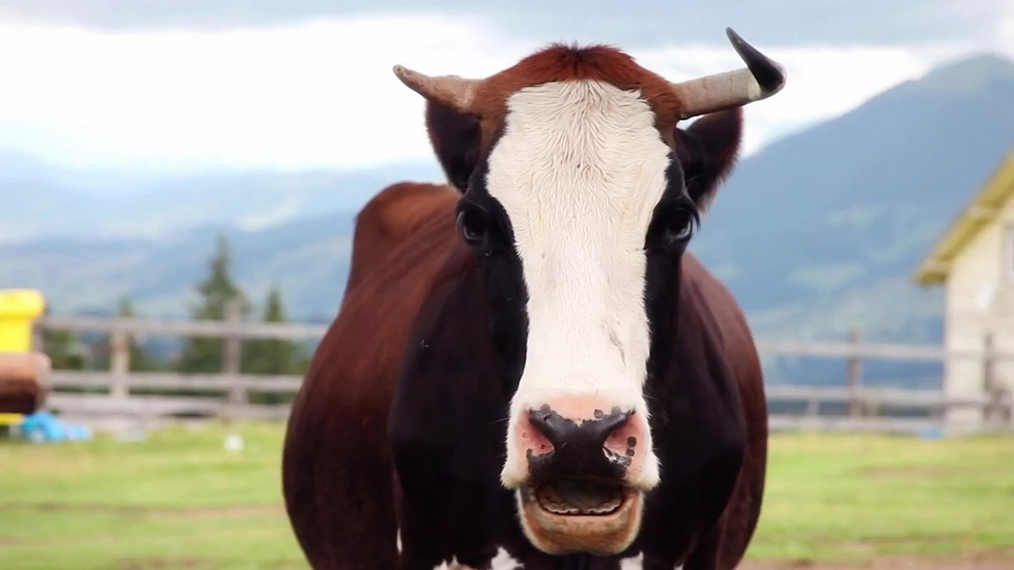 carola steingruber – euroclub