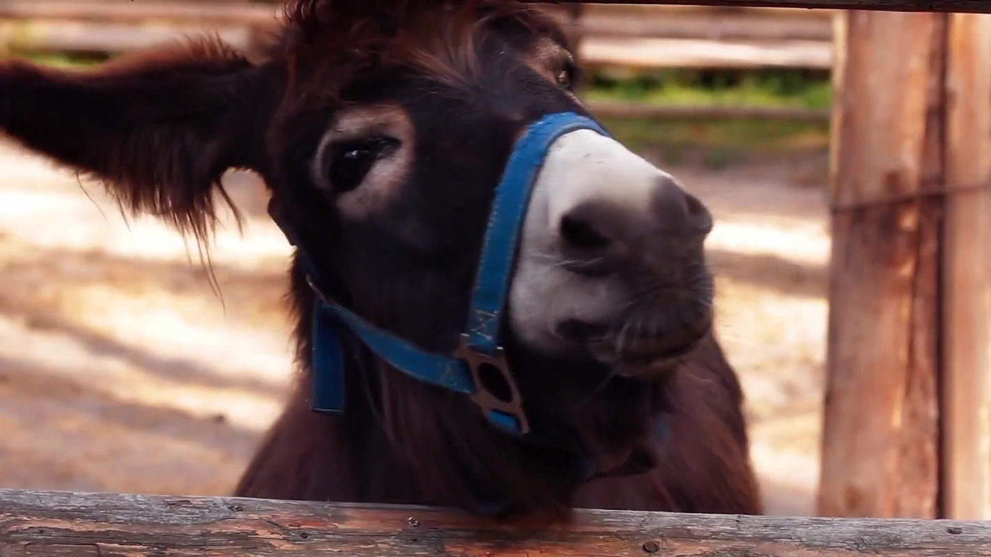 carola steingruber – euroclub