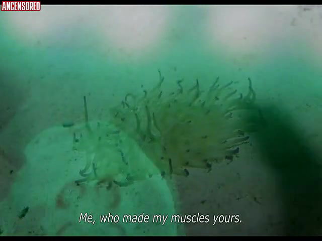 carolina alamino – the daughters of fire