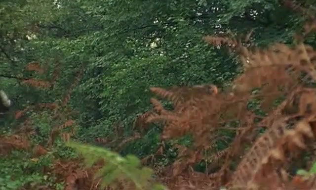 clara hopf – apache woman