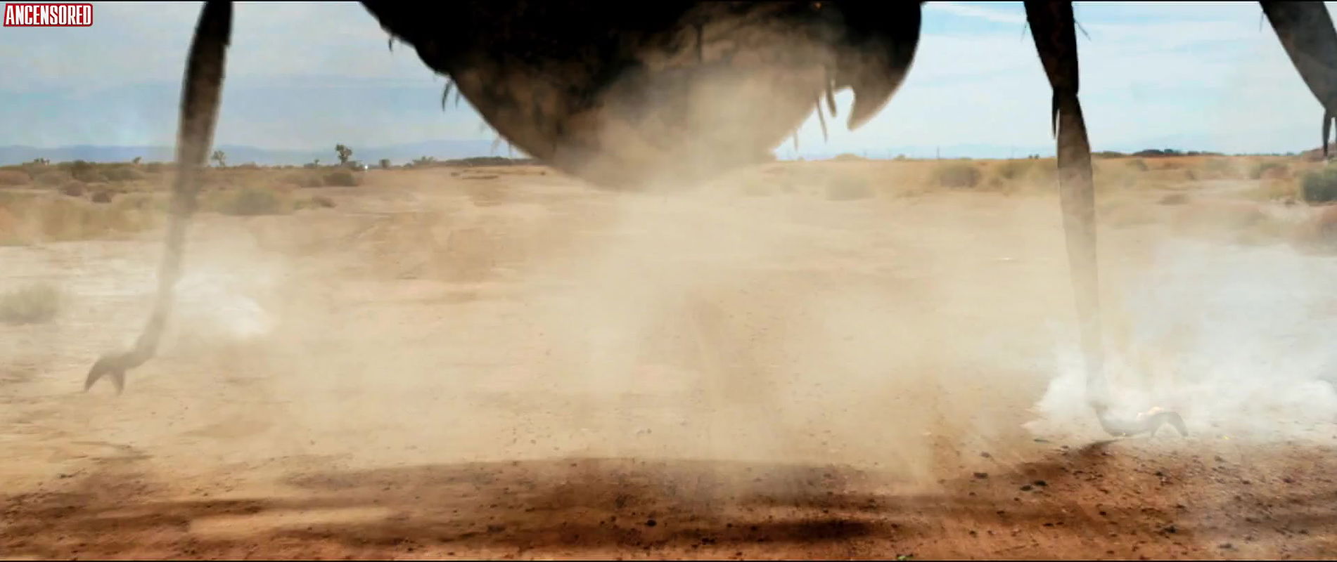 Cortney Palm – dead ant