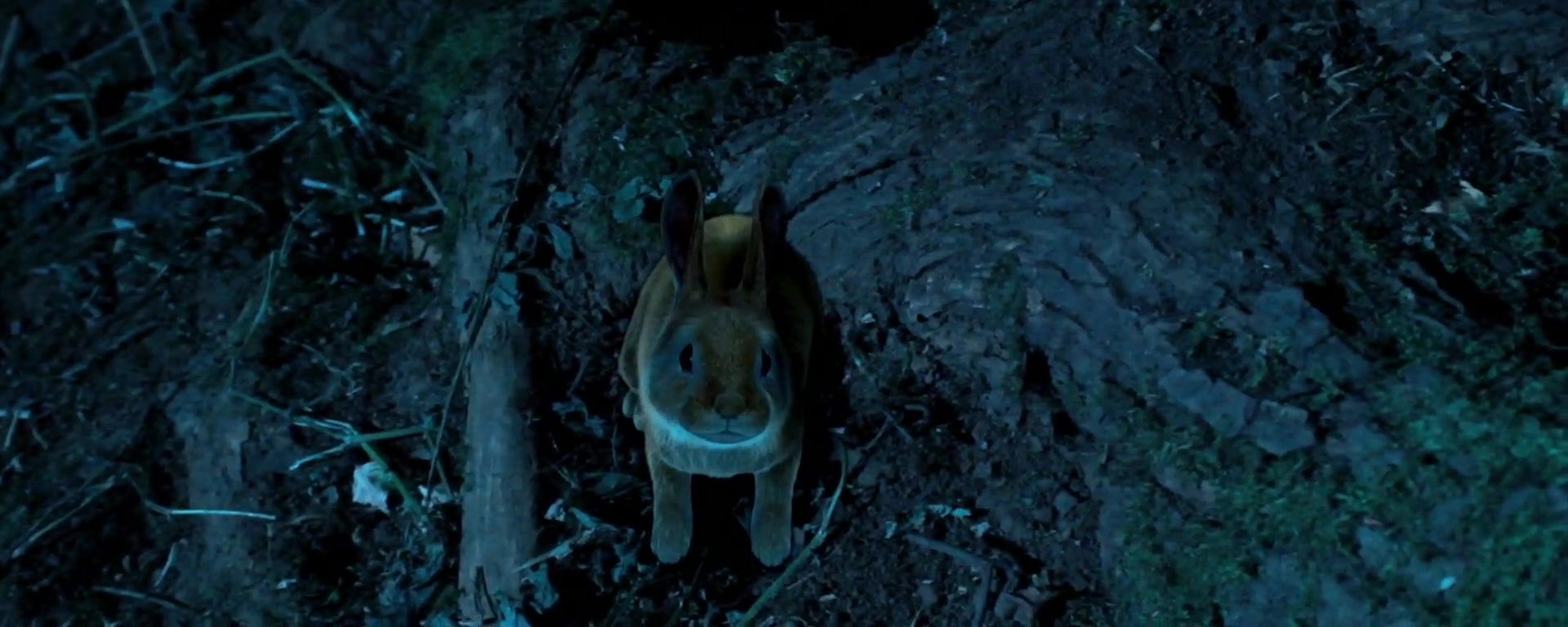 Dani Thompson – cute little buggers